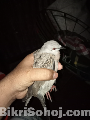 ঘুঘু পাখির বাচ্চা